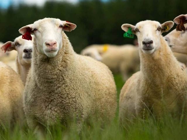 نیوزی لینڈ: بھیڑوں کی تعداد میں کمی، لیکن انسانوں سے اب بھی زیادہ قرار