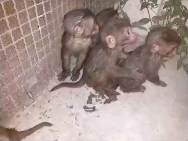 کراچی؛ بندروں کی عدالت میں پیشی، ایک درخت پر چڑھ گیا، حکام کی دوڑ لگ گئی
